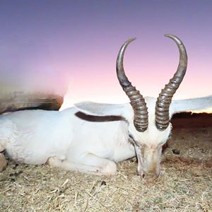 South Africa Hunting White Springbok