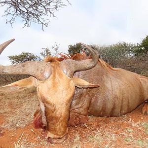 South Africa Hunt Golden Wildebeest