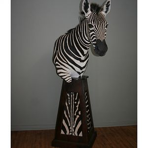 Zebra Pedestal Mount Taxidermy