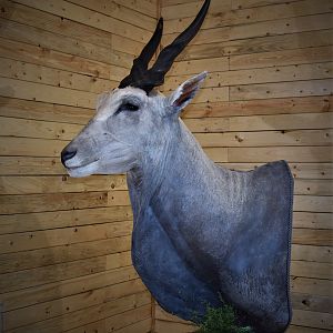 Eland Pedestal Mount Taxidermy