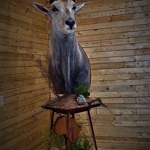 Eland Pedestal Mount Taxidermy