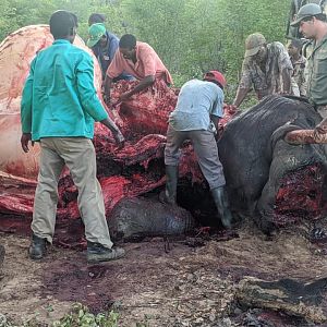 Zimbabwe Hunting Elephant