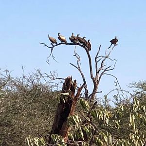 Zimbabwe Hunting Area