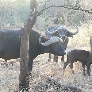 Cape Buffalo Herd South Africa