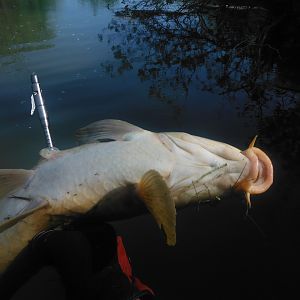 Bowfishing Carp USA