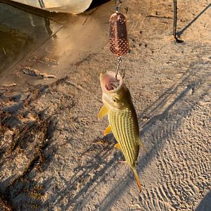 Fishing Tigerfish in Namibia