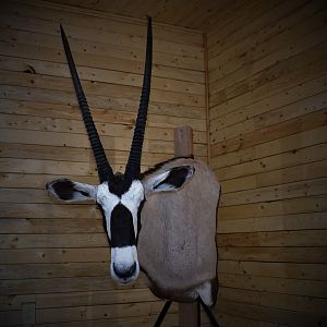 Gemsbok Shoulder Mount Taxidermy