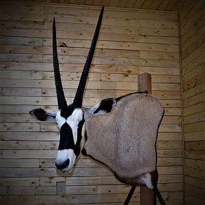 Gemsbok Shoulder Mount Taxidermy