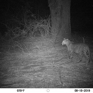 Zambia Trail Cam Pictures Leopard