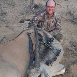 Bow Hunting Eland in South Africa