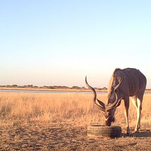 Kudu bulls coming back nicely