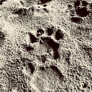 Forest Panther Tracks