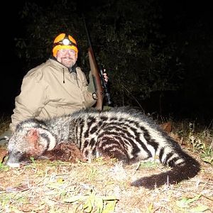 Civet Hunting Sunset Safaris