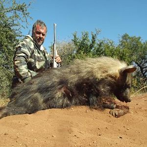 Brown Hyena Hunting Sunset Safaris