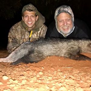 White-tailed Mongoose Hunting Sunset Safaris