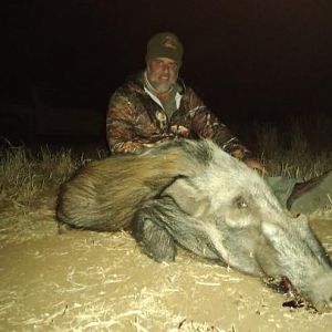 Bushpig Hunting Sunset Safaris