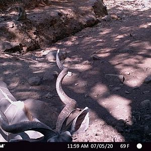 Kudu Trail Cam Pictures Zambia