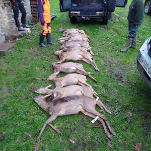 France Roe Deer Driven Hunt