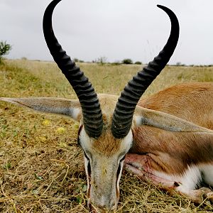 Hunting Springbok in South Africa