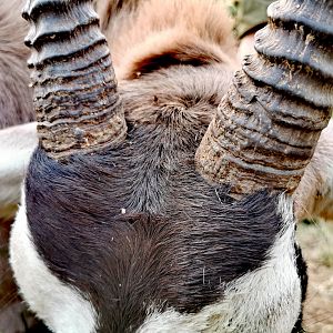 Hunt Gemsbok in South Africa