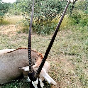 Hunt Gemsbok in South Africa