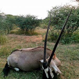 Gemsbok Hunting South Africa