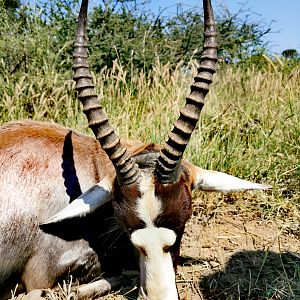 Blesbok Hunt South Africa