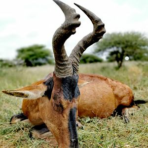 South Africa Hunting Red Hartebeest