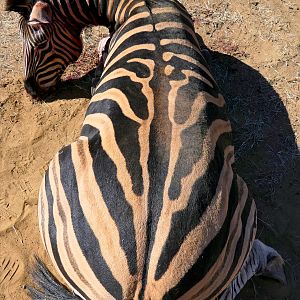 Hunting Burchell's Plain Zebra in South Africa