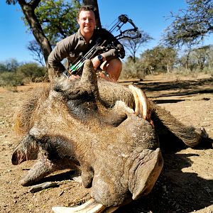 South Africa Bow Hunting Warthog