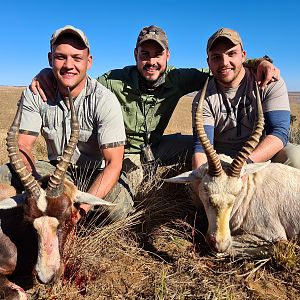 Hunting Common Blesbok & White Blesbok in South Africa