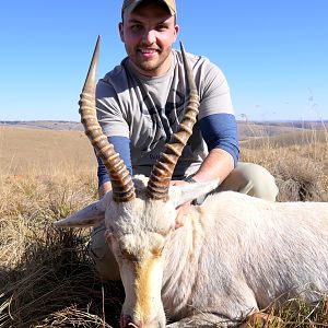 South Africa Hunting White Blesbok