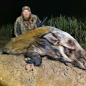 Bushpig Hunting South Africa