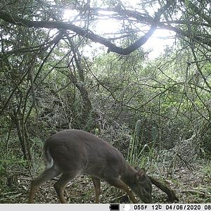 Trail Cam Pictures of Blue Duiker in South Africa