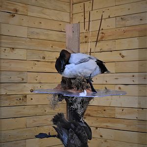 Pair Of Canvasbacks Full Mount Taxidermy