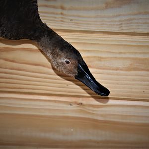 Pair Of Canvasbacks Full Mount Taxidermy