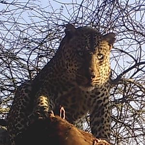 Leopard Hunting Part 1 Bullet Safaris