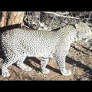 Leopard Hunting Part 2 Bullet Safaris