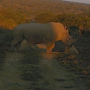 White Rhino South Africa