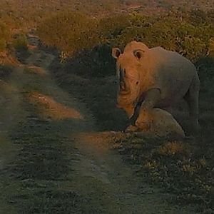 White Rhino South Africa