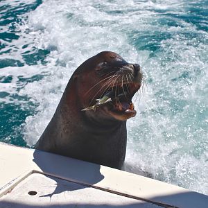 Seal