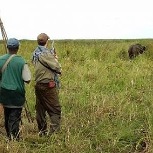Hunting Buffalo in the Zambezi Delta