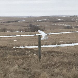 Snowy Owl in Canada