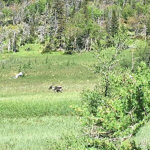 Caribou Gros Morne National Park in Newfoundland Canada