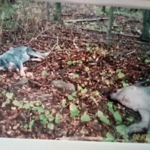 USA Hunting Wild Boar