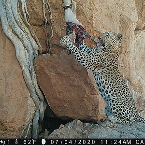 Namibia Trail Cam Pictures Leopard