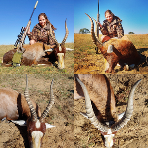 South Africa Hunt Blesbok