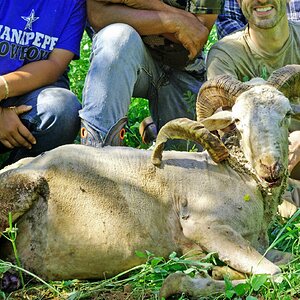 Ni'ihau Island Hawaii USA Hunting Sheep