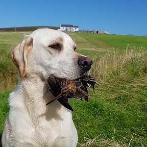 Shetland Hunting Woodcock