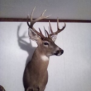 Deer Shoulder Mount Taxidermy